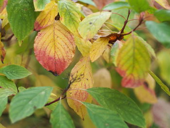 Close-up of fresh green leaves on plant
