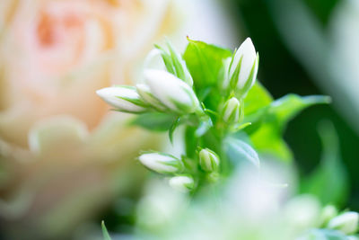 Close-up of white flowering plant