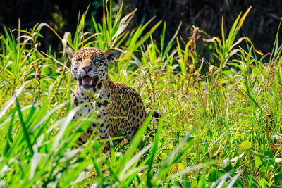 View of a cat on field