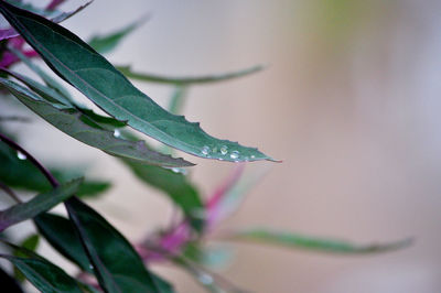 Close-up of raindrops on plant