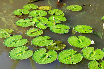 High angle view of lotus leaves floating on lake