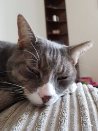 Close-up portrait of cat sitting on floor