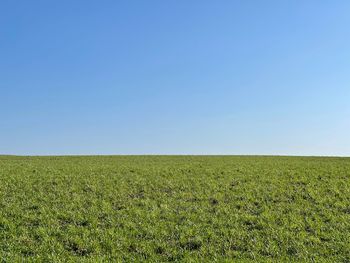 Scenic view of field against clear sky