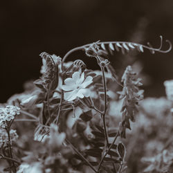 Close-up of plant against blurred background