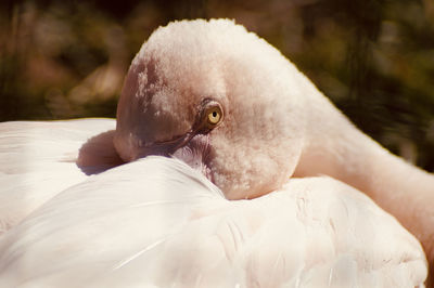 Close-up of a flamingo