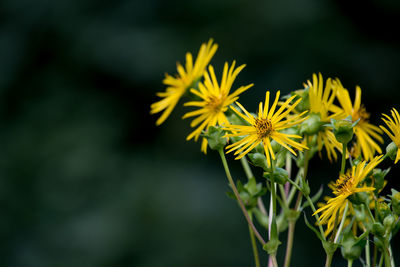 Close-up of yellow flower