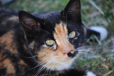 Close-up portrait of black cat