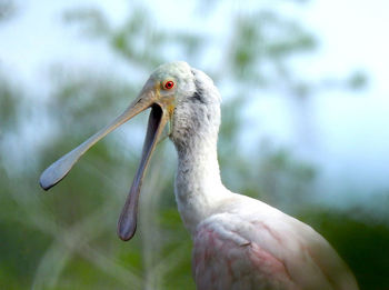 Close-up of a bird