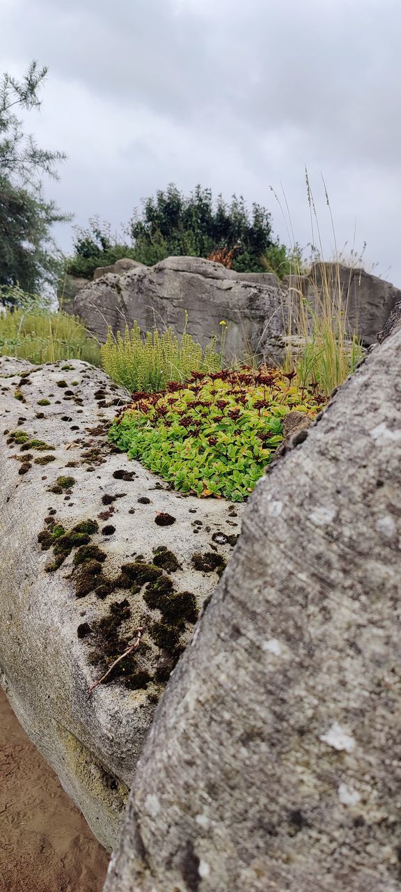 FOOTPATH AMIDST PLANTS ON LAND