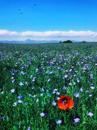 View of flowering plants on field