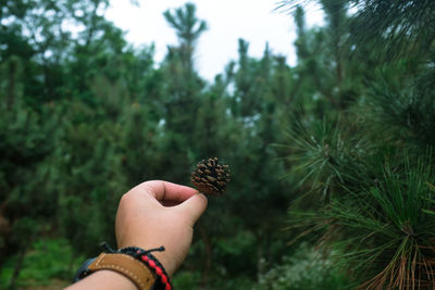 Close-up of hand holding leaf