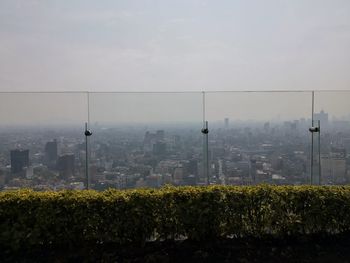 Plants growing on street against buildings in city