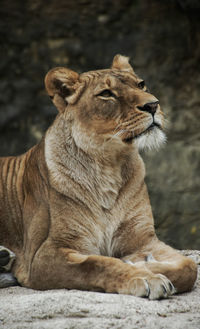 Portrait of a cat looking away