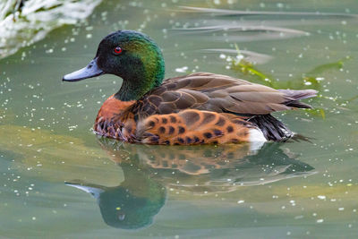 Close-up of mallard duck swimming on lake