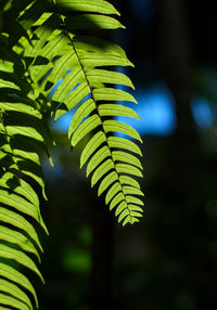 green