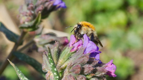 Close-up of bee pollinating on flower