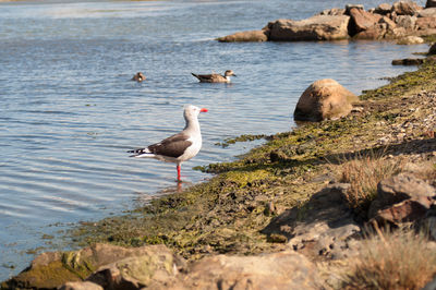 Seagulls on rock by lake