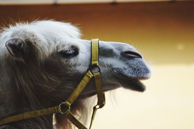 Close-up of a dog