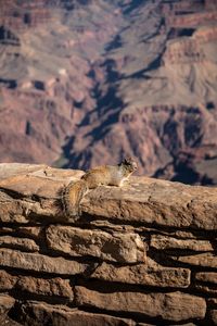 View of lizard on rock