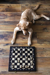 A golden labrador puppy lies in front of a chess board.  animals are like people