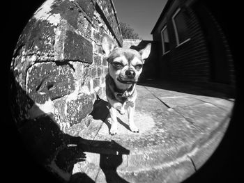 Portrait of dog sitting outdoors