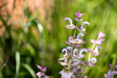 Close-up of purple flowering plant