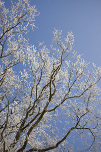 Low angle view of bare trees against sky