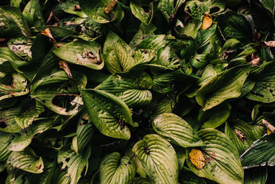 Full frame shot of green leaves