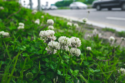 Close-up of white flowering plants growing on field