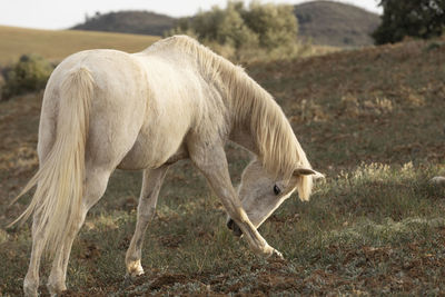 Beautiful unicorn horse nature