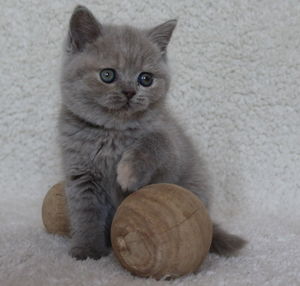 Close-up portrait of kitten sitting