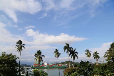 Palm trees by sea against sky