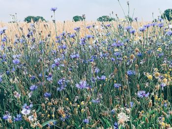 Close-up of purple flowering plants on field