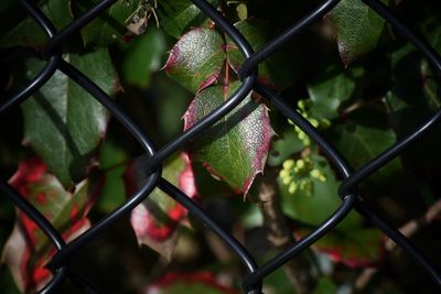 Close-up of leaves on chainlink fence
