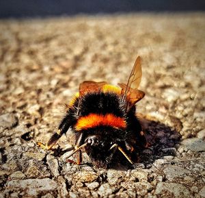 Close-up of bee