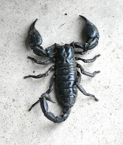 High angle view of insect on sand