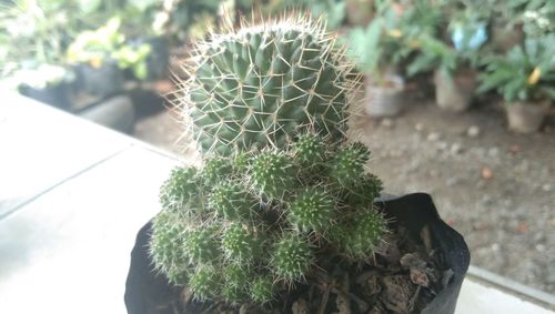 High angle view of cactus plant