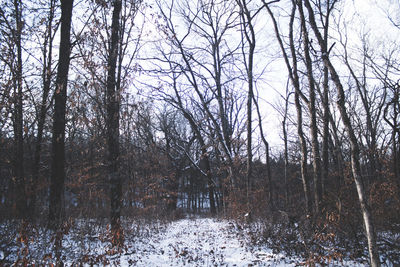 Bare trees in forest during winter