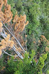 Close-up of plants in forest