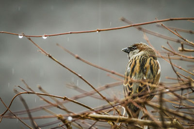 Close-up of bird perching on branch