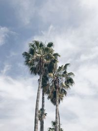 Low angle view of coconut palm tree against sky