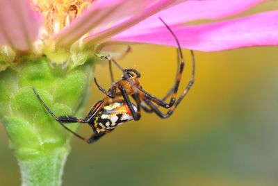 Close-up of insect pollinating on flower