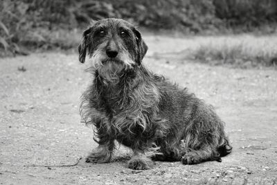 Portrait of dog sitting on field