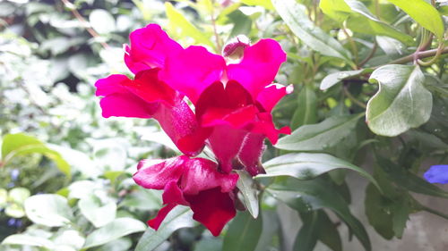 Close-up of pink flowering plant