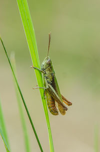 Close-up of insect on grass