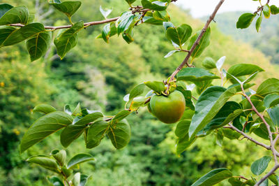 Close-up of fruits growing on tree