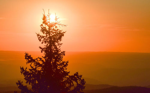 Silhouette tree against orange sky