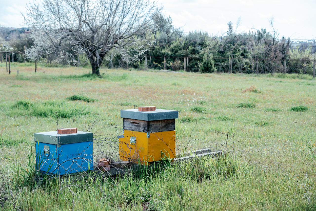 plant, grass, field, nature, tree, land, environment, apiculture, landscape, beehive, apiary, bee, growth, insect, day, beauty in nature, container, green, no people, agriculture, rural scene, sky, box, outdoors, meadow, animal, animal wildlife, animal themes, plain, wildlife, rural area