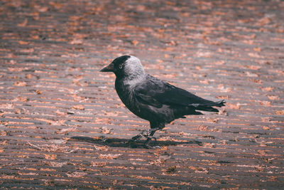 High angle view of bird