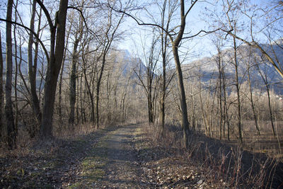 Footpath amidst bare trees in forest